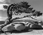 Ansel Adams Yosemite