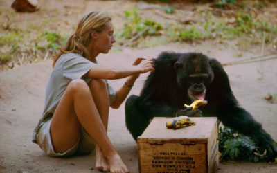 Jane Goodall – A pioneer and leader in the field of primatology